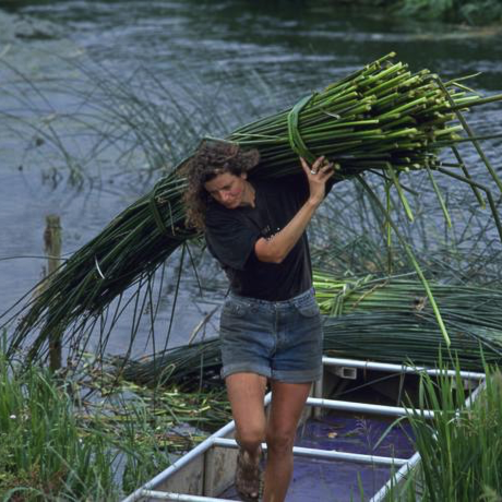 129516-felicity-irons-harvesting-rush-for-weaving.png